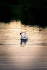 Lonely swan