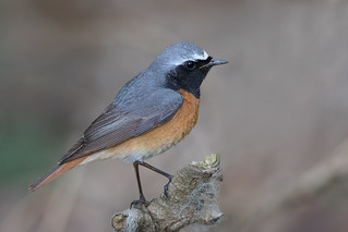 Redstart - male