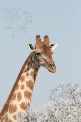 giraffe_02.jpg