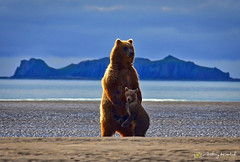 Alaska Katmai National Park Grizzly and Cub Protected