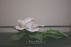 256/367 : White rose