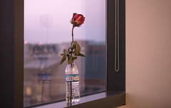 39: Windowsill Rose
