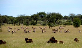 Namibia Luxury Hunting Safari 57