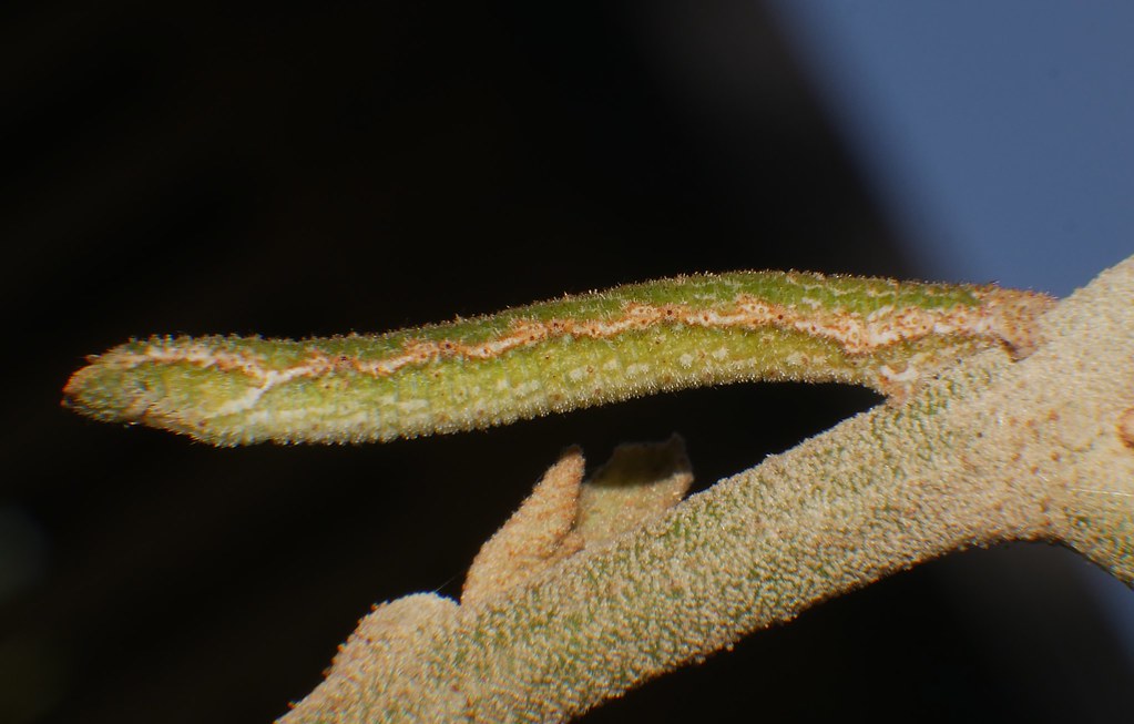The World S Most Recently Posted Photos Of Caterpillar And Sp