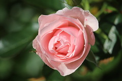 Pink Rose (255/365)
