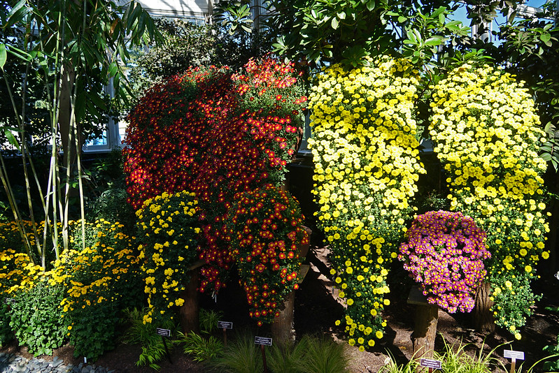 Kiku exhibition - New York Botanical Garden, Bronx, NYC<br/>© <a href="https://flickr.com/people/38743501@N08" target="_blank" rel="nofollow">38743501@N08</a> (<a href="https://flickr.com/photo.gne?id=36795622735" target="_blank" rel="nofollow">Flickr</a>)
