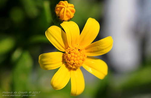 Yellow Flower and Bud