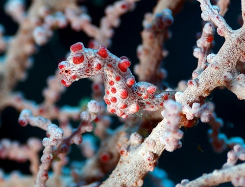 CelebesDivers - underwater 80 (Hyppocampus bargibanti - Bargibanti Pygmy Seahorse)