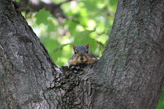 65/365/3352 (August 15, 2017) - Squirrels in Ann Arbor at the University of Michigan (August 15th, 2017)