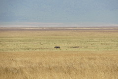 Ngorongoro, Tanzania, July 2017