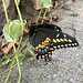 Black Swallowtail in Brooklyn • <a style="font-size:0.8em;" href="http://www.flickr.com/photos/124925518@N04/36411067591/" target="_blank">View on Flickr</a>