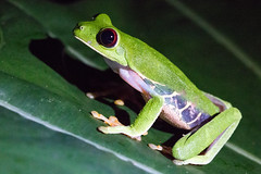 Night Frog