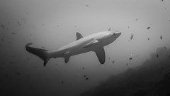 Thresher Shark (Alopias macrourus)