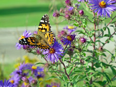 Painted Lady on Asters 12