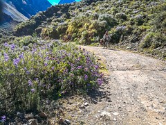 Wildflowers blooming on the mountainside.