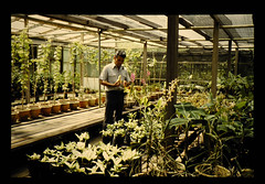 Facilities Of Raising Seedling For Gerden Crops And Growing Crops At Kilanas Station = キラナス試験場の園芸作物栽培施設と栽培状況