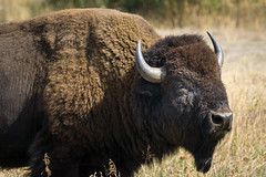 Bison at Elk Ranch Flats Turnout, Grand Teton National Park