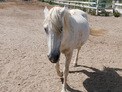 Quelle est la couleur du cheval blanc d'Henri IV?