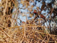 Crimson Finch - Kakadu NP