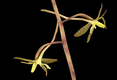 Anglų lietuvių žodynas. Žodis genus orchis reiškia genties orchis lietuviškai.