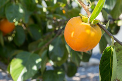 2017-265 Ripe Persimmon on a Tree
