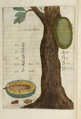 Anglų lietuvių žodynas. Žodis genus artocarpus reiškia genties artocarpus lietuviškai.