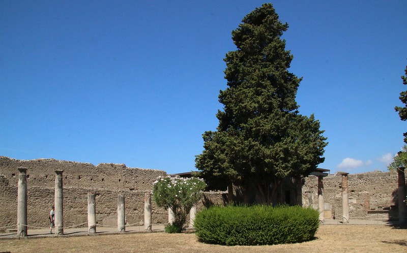 Yew tree in The ruins of Pompeii<br/>© <a href="https://flickr.com/people/58415659@N00" target="_blank" rel="nofollow">58415659@N00</a> (<a href="https://flickr.com/photo.gne?id=35531074773" target="_blank" rel="nofollow">Flickr</a>)