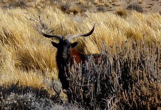 Red Stag Hunt Argentina - Patagonia 30