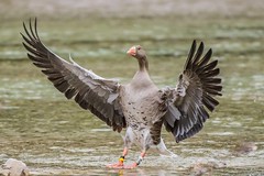 
			
					GRASS - Greylag geese as a model for animal social systems
				
		