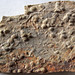 Trace fossils in siltstone (Hinton Formation or Bluefield Formation, Upper Mississippian; Oakvale School outcrop - Rt. 112 roadcut, Oakvale, West Virginia, USA) 1