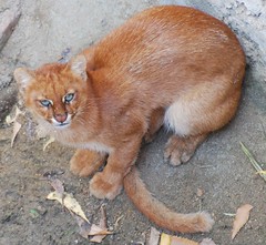 Gato Vermelho (Puma yagouaroundi)