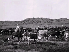 Anglų lietuvių žodynas. Žodis cattle drive reiškia galvijai drive lietuviškai.