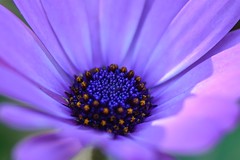 Anglų lietuvių žodynas. Žodis violet-purple reiškia violetinė-purpurinė lietuviškai.