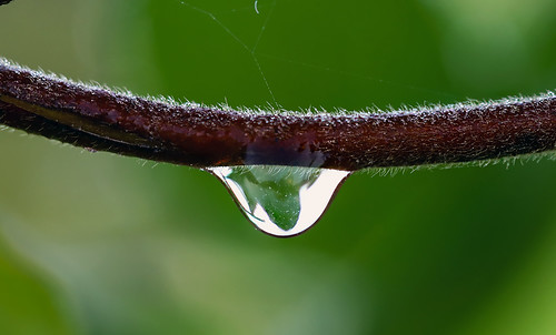 Hanging Drop, From FlickrPhotos