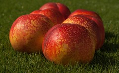 Anglų lietuvių žodynas. Žodis common apricot reiškia bendras abrikosų lietuviškai.