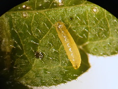 Anglų lietuvių žodynas. Žodis larva reiškia n (pl larvae ) vikšras, lerva lietuviškai.