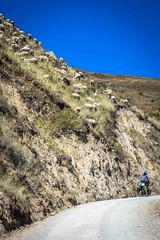 Andrew tackling the climb while a big herd of sheep watch from above.