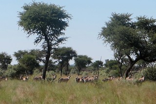 Namibia Luxury Hunting Safari 103