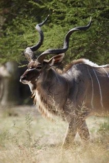 Namibia Luxury Hunting Safari 64