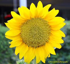 Sunflower in all its splendor, El Salvador
