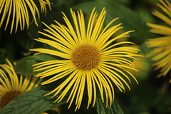 Yellow Flower (225/365)