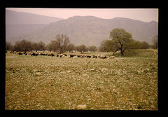 Grazing Of Goats = 山羊の放牧