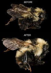 Anglų lietuvių žodynas. Žodis bee moth reiškia bičių drugelis lietuviškai.