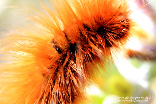 Firey Ginger Caterpillar 4