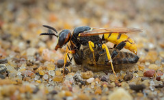 Now....for something Completely different...!! Beewolf Wasp with Honey bee prey.