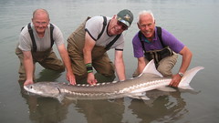 Barry Moore with 135lb White Sturgeon • <a style="font-size:0.8em;" href="http://www.flickr.com/photos/113772263@N05/37016125796/" target="_blank">View on Flickr</a>