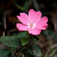 Pavonia rosa-campestris