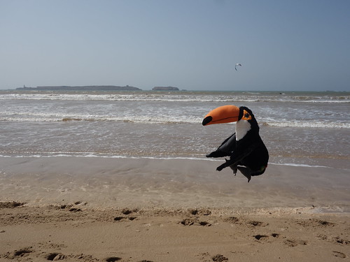 Pelico se balade sur la plage !