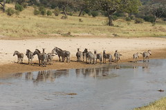 Tarangire, Tanzania, July 2017