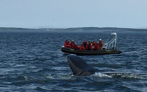 Humpback Whales, Bay of Fundy